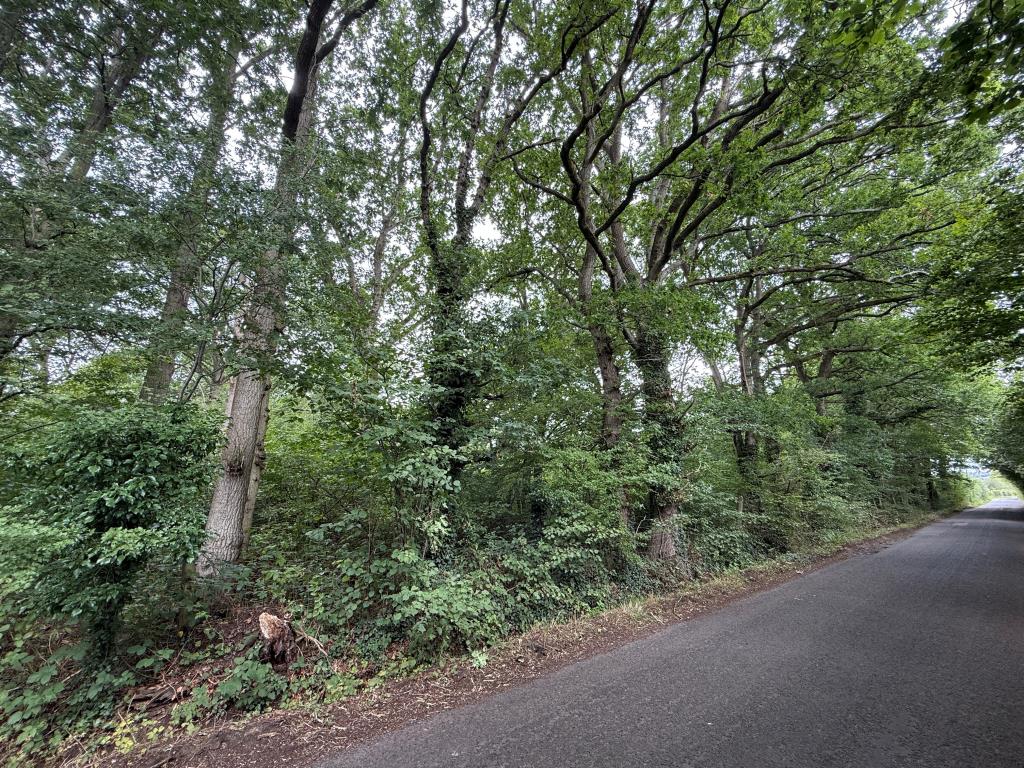 Lot: 7 - OVER 4.5 ACRES OF WOODLAND - Woodland